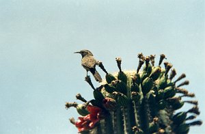 Wren, Cactus 1992-05 BL03P88I02